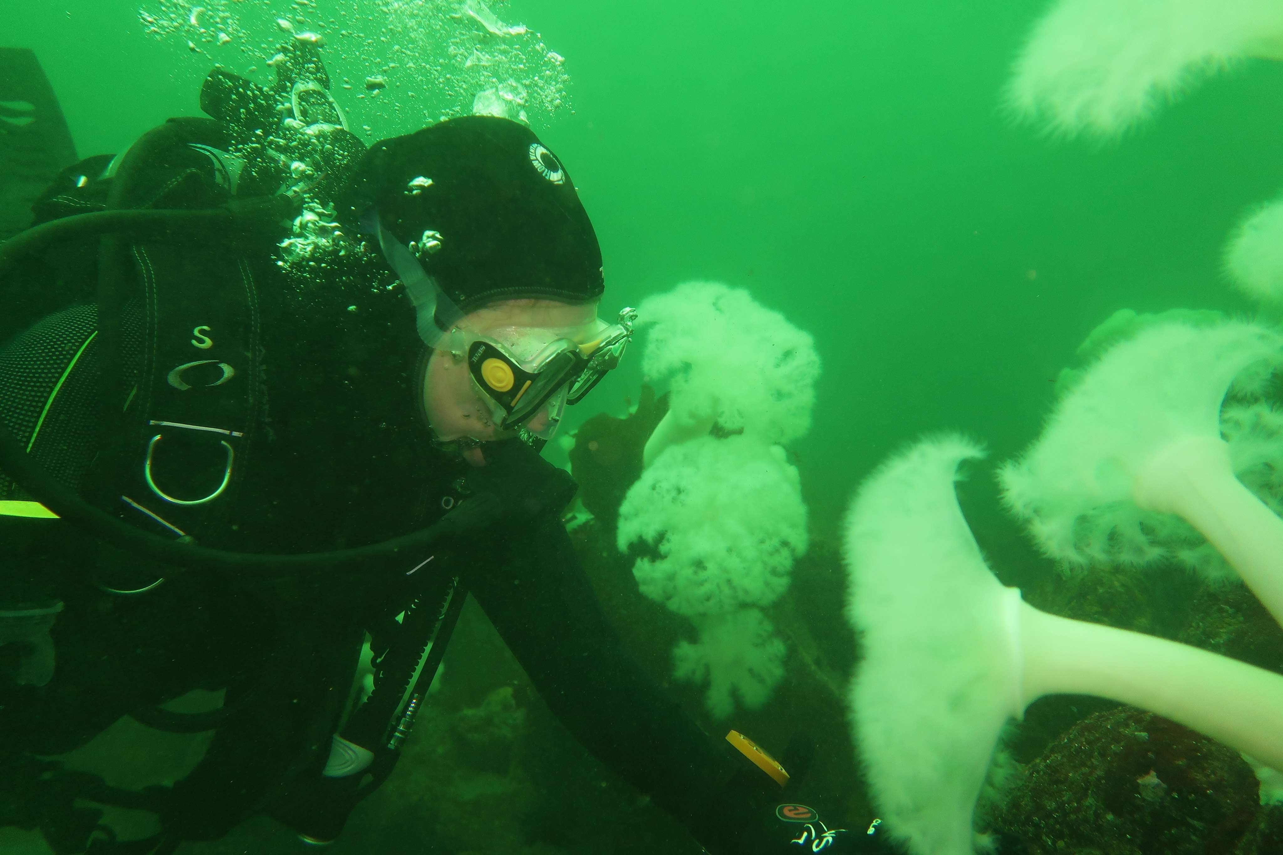 Tauana and frizzle anemone